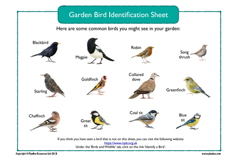 Garden Birds Identification Sheet