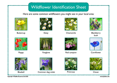 Wild Flowers Identification Sheet