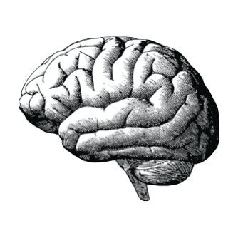 Human Brain