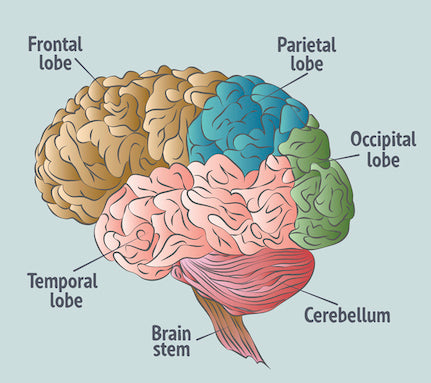 The parts of the brain diagram