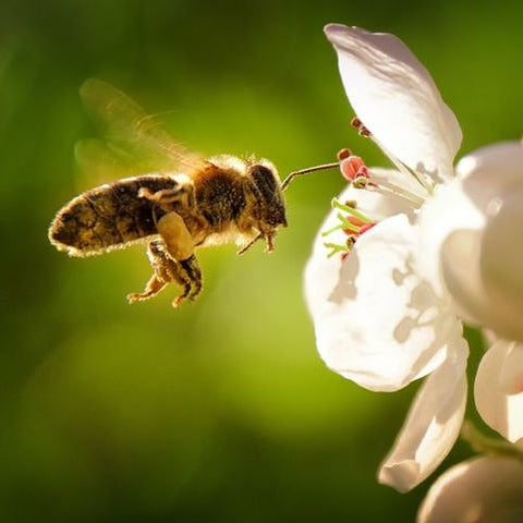 Bee flying to a flower