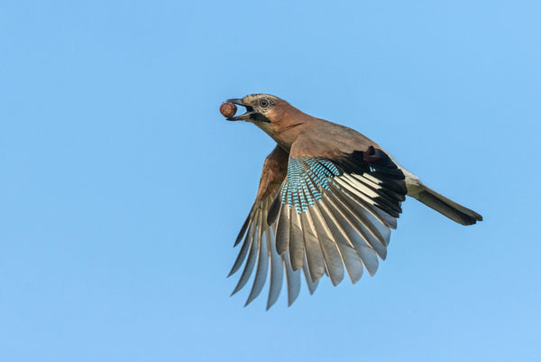 Jay bird flying with a seed in its beak