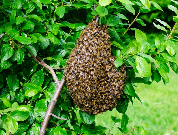 A bee swarm hanging from a tree