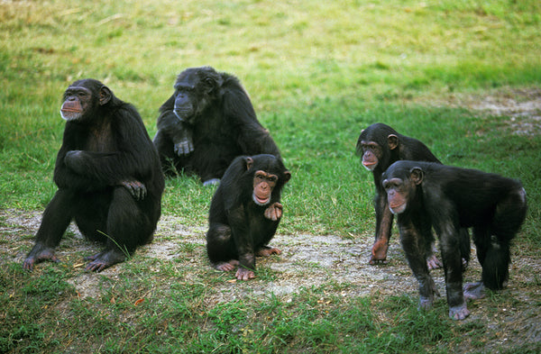 A troop of chimpanzees