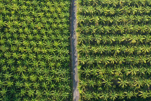 Aerial drone photo of oil palm trees for palm oil manufacture