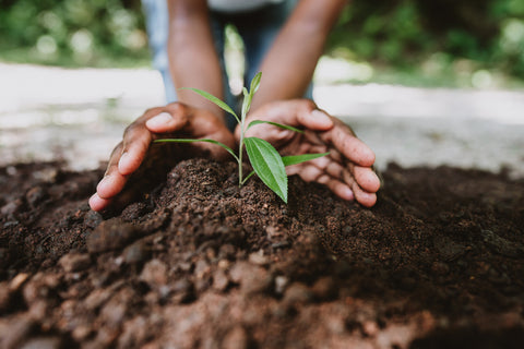 Child planting