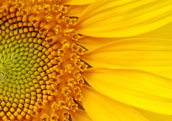 A close up of a sunflower