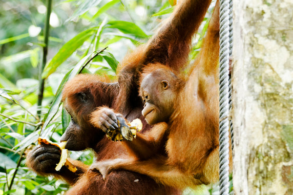 Orangutans eating fruit