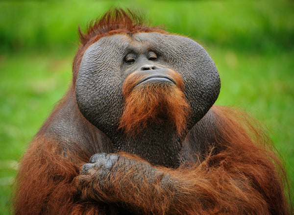 A male orangutan