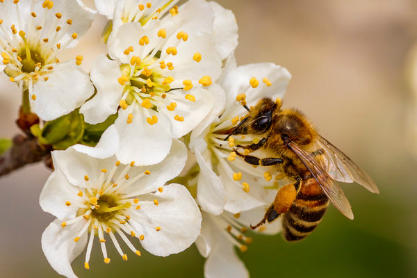 Bee collecting pollen and nectar