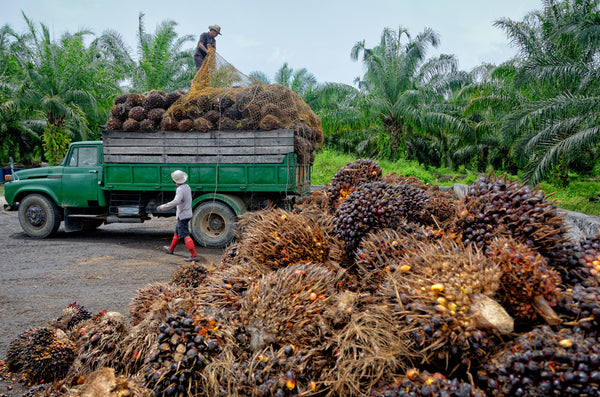 Plantation workers unloading freshly harvested oil palm fruit bunches