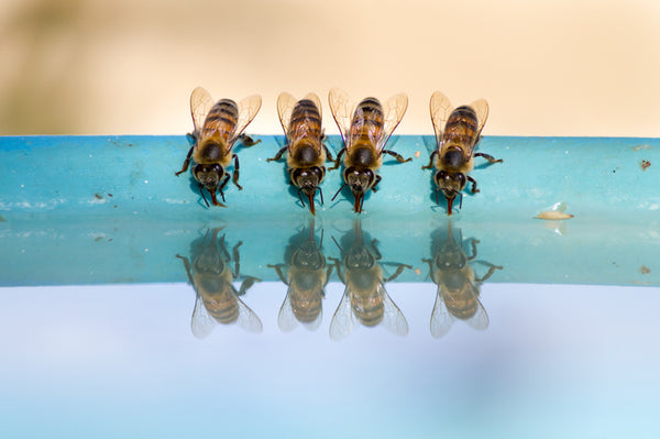 Bees drinking from a ceramic dish