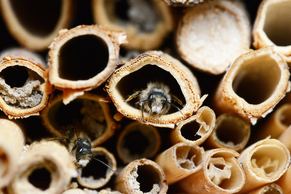 A bee or insect hotel