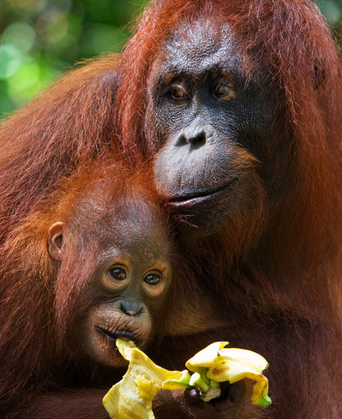 A mother and baby orangutan eating fruit