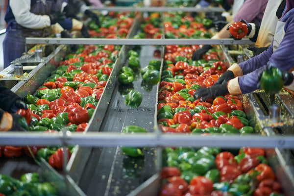 bell peppers being sorted on a conveyor belt by workers wearing rubber gloves