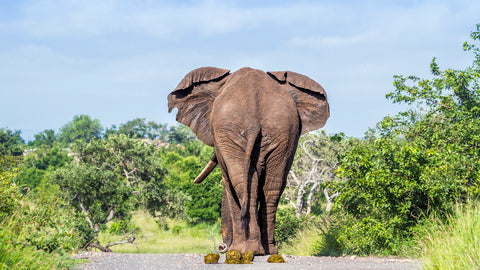 Back view of an elephant with dung droppings