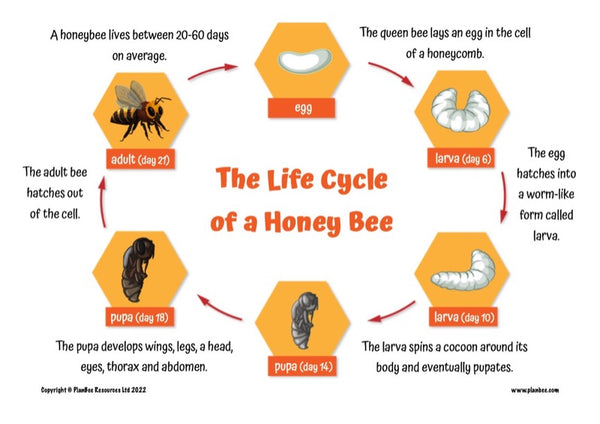 The life cycle of a bee - free PDF download