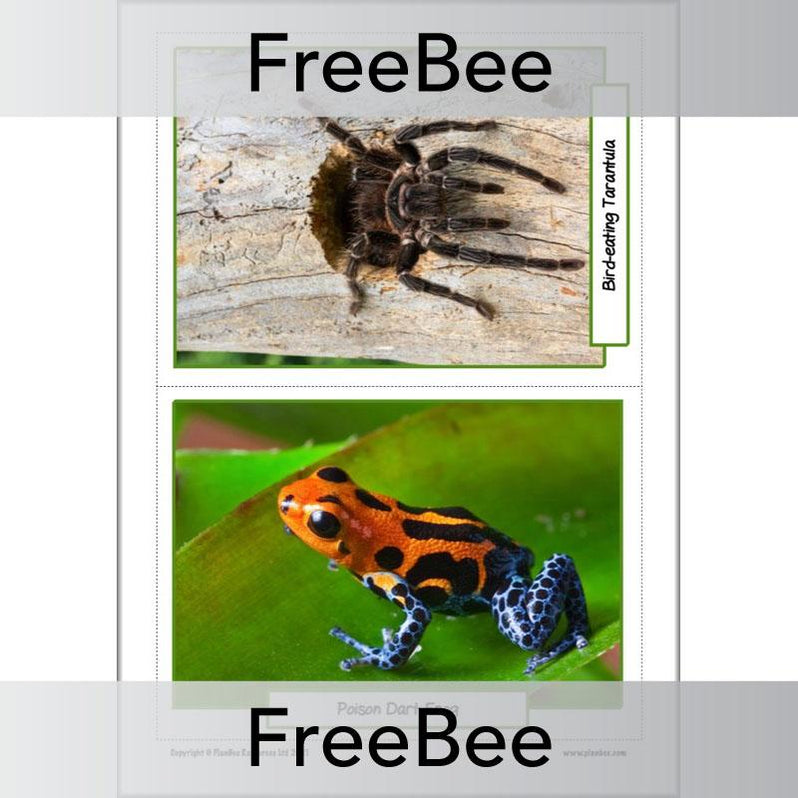 FREE Rainforest Animals KS2 Picture Cards