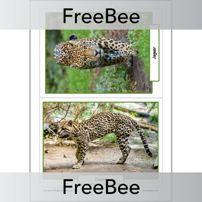 FREE Rainforest Animals KS2 Picture Cards