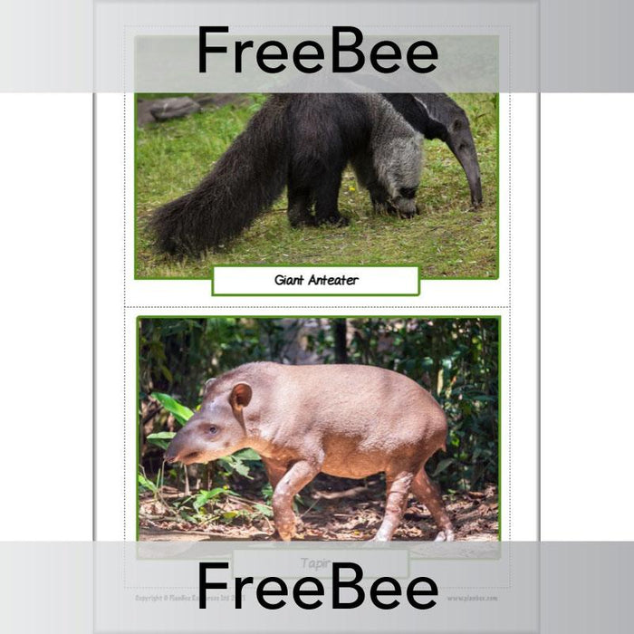 Free Rainforest Animals Ks2 Picture Cards Planbee