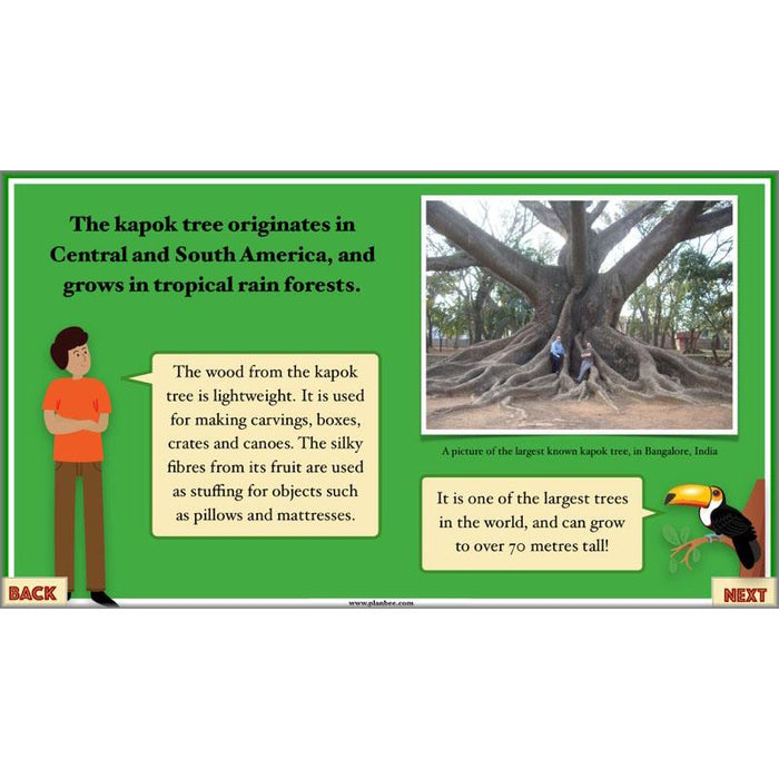 the great kapok tree essay