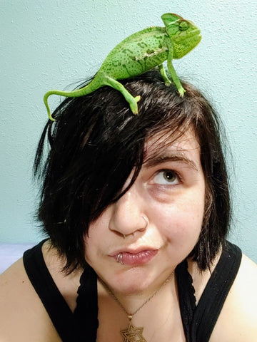 A pet Chameleon on the top of Alexa's  head