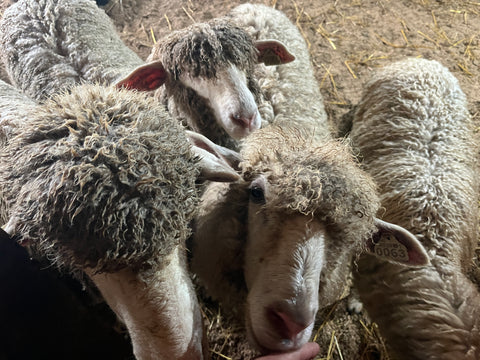 Some very wet lambs