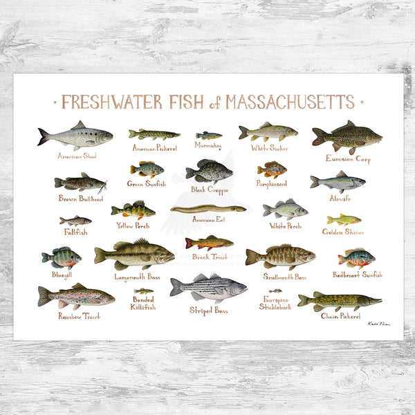 Wholesale Freshwater Fish Field Guide Art Print: Massachusetts