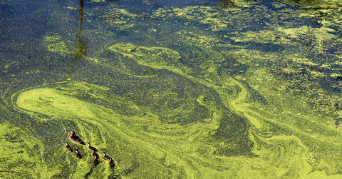 Green algae bloom on water surface | Apack Commercial