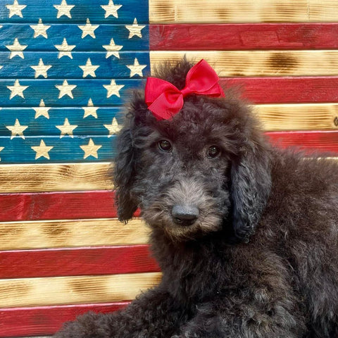 4th of July Goldendoodle