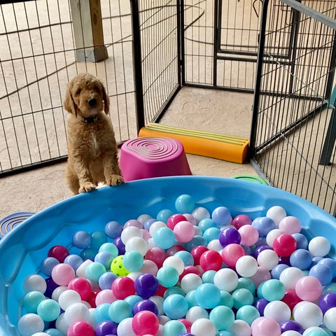 Goldendoodle playing in a ball pit Dacus Doodles