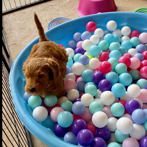 Golden doodle playing in the ball pit Dacus Doodles