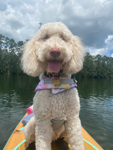 Ethel paddle boarding