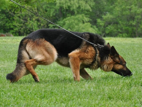 German shepherd sniffing in the grass