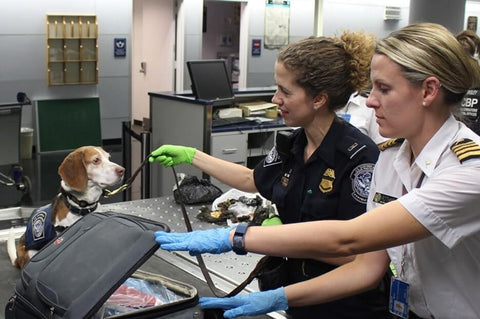 drug dog at the airport