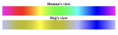 comparation beetween how humans and how dogs see colors
