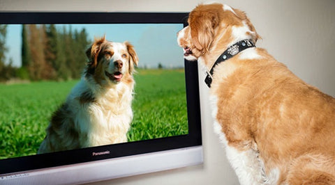 dog in front of the TV screen