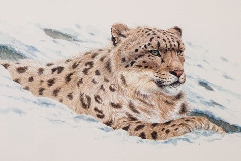 Snow leopard ©Keith Brockie