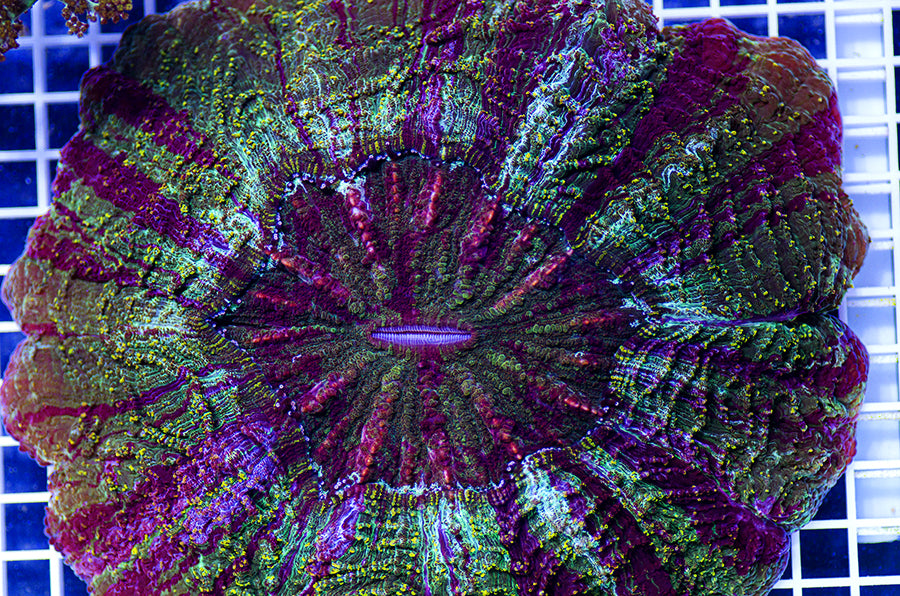 Indonesian Elite Green Wave Acanthophyllia - Austin Aqua Farms product image