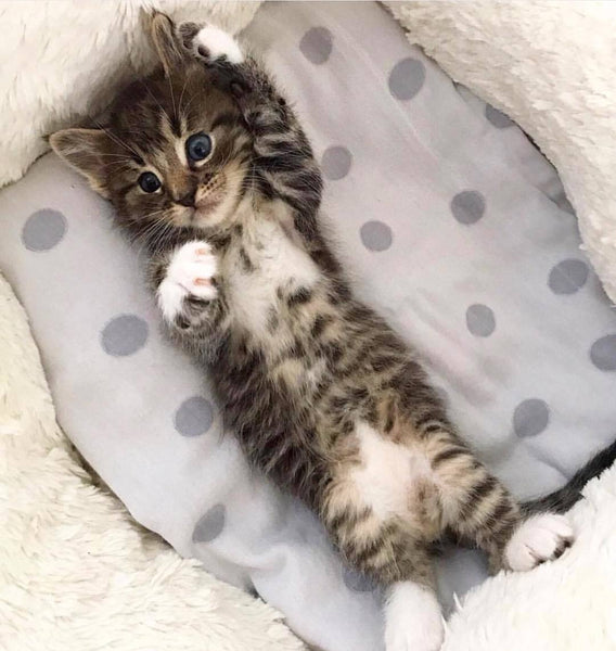 22 Heart-Melting Photos of Maine Coon Shows That They Are The Cutest Breed In The World