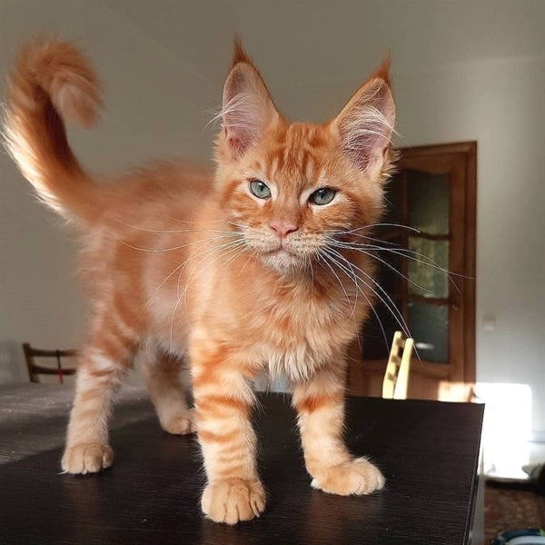 22 Heart-Melting Photos of Maine Coon Shows That They Are The Cutest Breed In The World