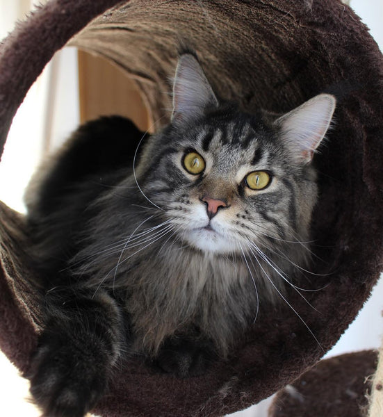 22 Heart-Melting Photos of Maine Coon Shows That They Are The Cutest Breed In The World