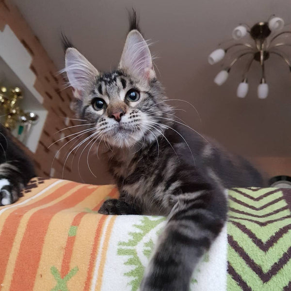 22 Heart-Melting Photos of Maine Coon Shows That They Are The Cutest Breed In The World