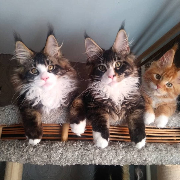 22 Heart-Melting Photos of Maine Coon Shows That They Are The Cutest Breed In The World