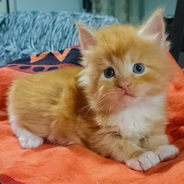 22 Heart-Melting Photos of Maine Coon Shows That They Are The Cutest Breed In The World