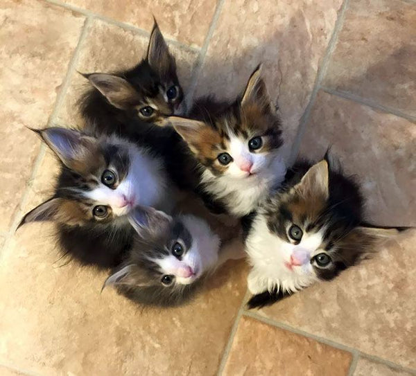 22 Heart-Melting Photos of Maine Coon Shows That They Are The Cutest Breed In The World