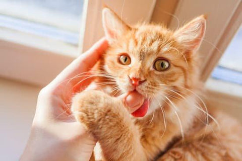 Cats Biting: Why and How to Solve