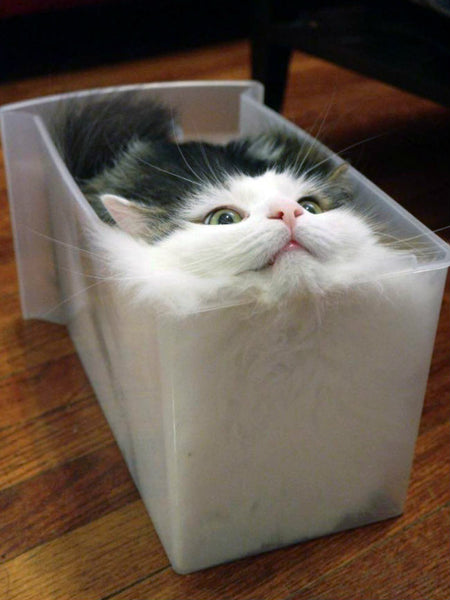 15 Pictures Prove That Cats Are Liquids