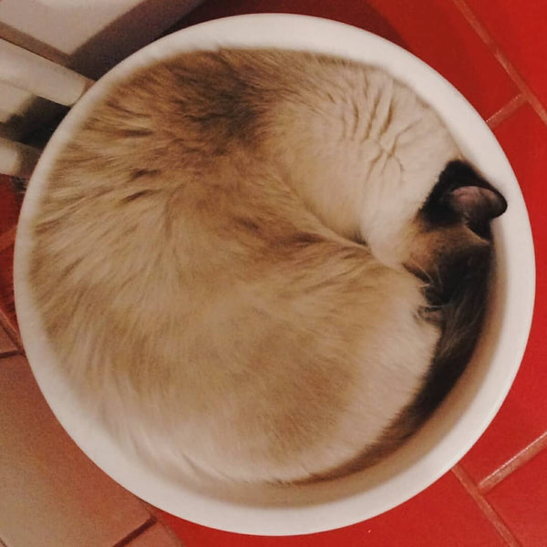15 Pictures Prove That Cats Are Liquids