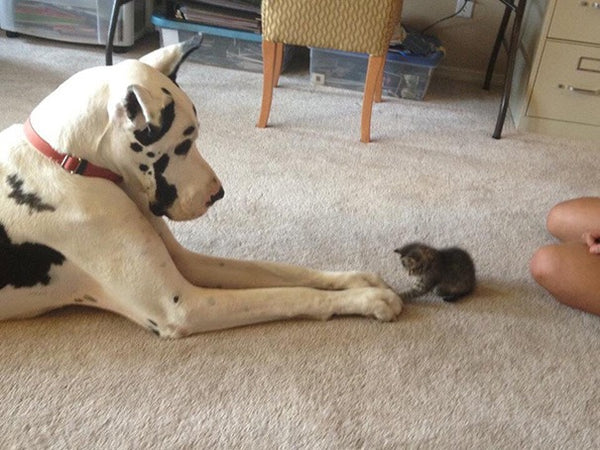 30 Adorable Photos Of Dogs And Cats Fell In Love With Each Other